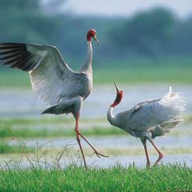 Bharatpur Wildlife Sanctuary