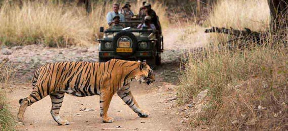 Jaipur Ranthambore Same Day Tour